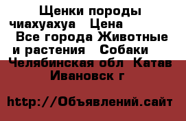 Щенки породы чиахуахуа › Цена ­ 12 000 - Все города Животные и растения » Собаки   . Челябинская обл.,Катав-Ивановск г.